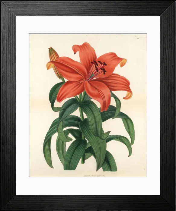 Framed Print : Sukashiyuri, Lilium maculatum Framed Print : Sukashiyuri, Lilium maculatum
