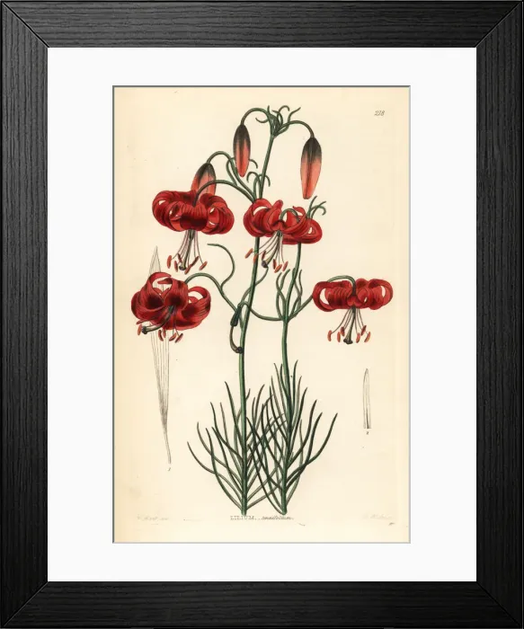 Framed Print : Turks cap Siberian lily, Lilium pumilum Framed Print : Turks cap Siberian lily, Lilium pumilum