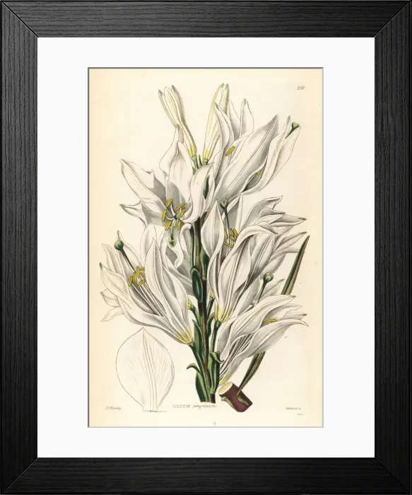 Framed Print : Madonna lily, Lilium candidum Framed Print : Madonna lily, Lilium candidum
