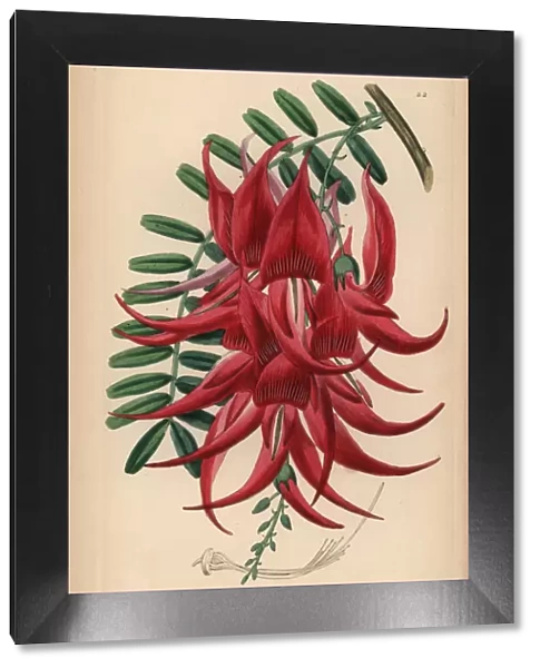 Crimson glory pea, Clianthus puniceus