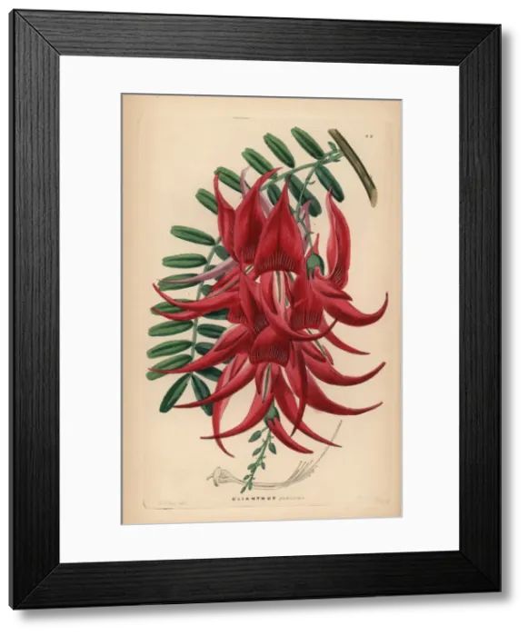 Framed Print : Crimson glory pea, Clianthus puniceus Framed Print : Crimson glory pea, Clianthus puniceus