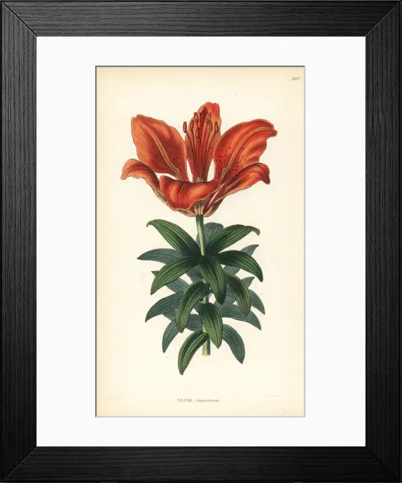 Framed Print : Orange lily, Lilium bulbiferum Framed Print : Orange lily, Lilium bulbiferum