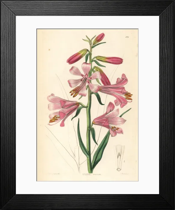 Framed Print : Notholirion thomsonianum Framed Print : Notholirion thomsonianum