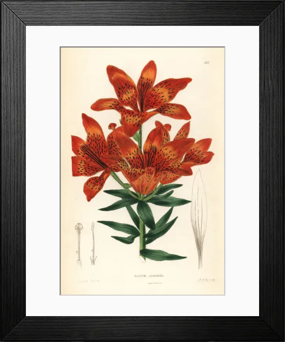 Framed Print : Siberian lily, Lilium pensylvanicum Framed Print : Siberian lily, Lilium pensylvanicum