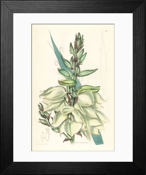 Framed Print : Adams needle or needle palm, Yucca flaccida Framed Print : Adams needle or needle palm, Yucca flaccida
