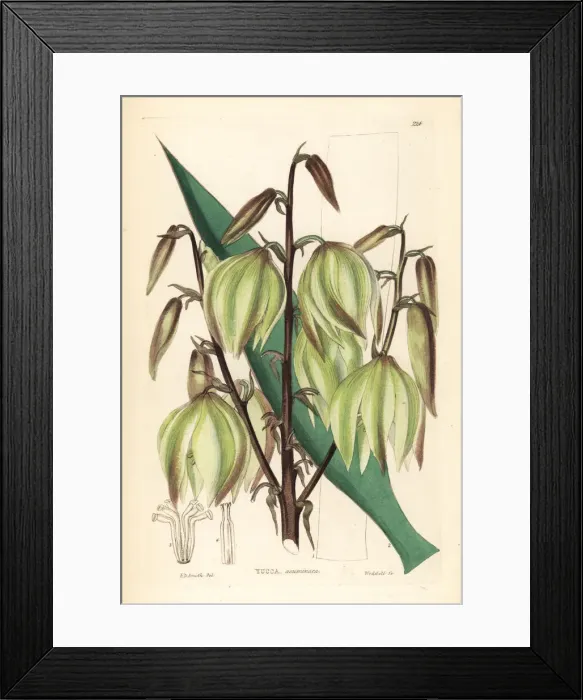 Framed Print : Glorious yucca, Yucca gloriosa Framed Print : Glorious yucca, Yucca gloriosa