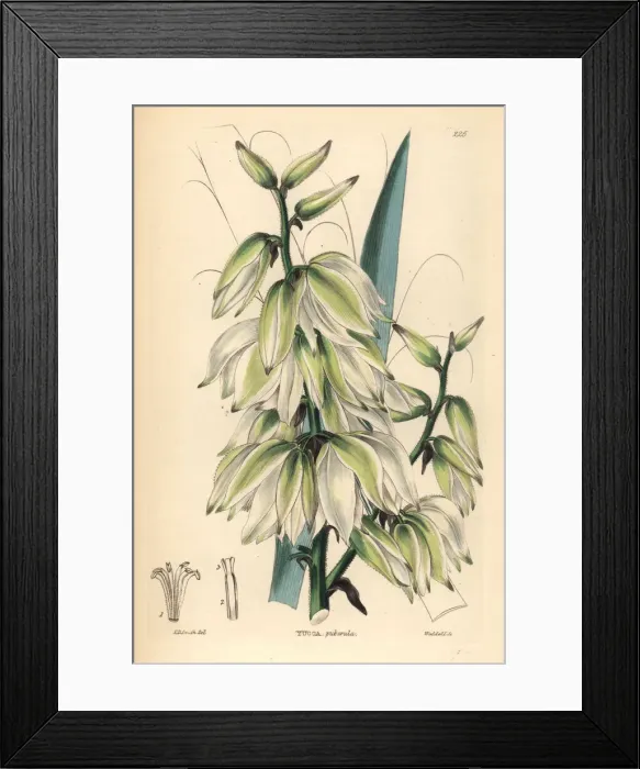 Framed Print : Adams needle or needle palm, Yucca flaccida Framed Print : Adams needle or needle palm, Yucca flaccida