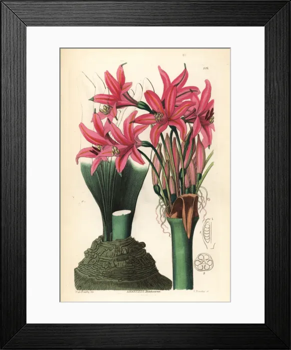 Framed Print : Brunsvigia grandiflora Framed Print : Brunsvigia grandiflora