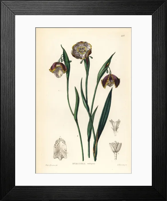 Framed Print : Tiger lily, Tigridia meleagris Framed Print : Tiger lily, Tigridia meleagris