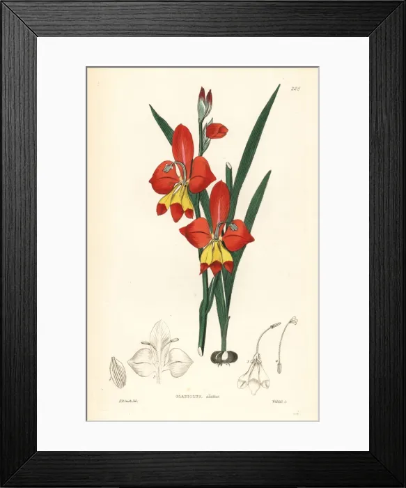 Framed Print : Winged-flowered cornflag, Gladiolus alatus Framed Print : Winged-flowered cornflag, Gladiolus alatus