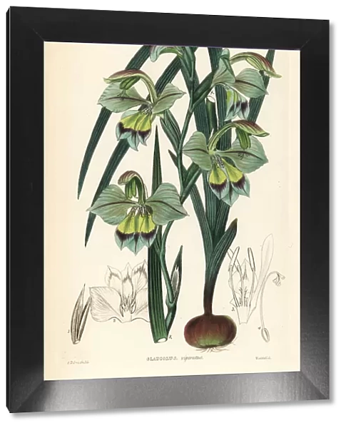 Gladiolus orchidiflorus