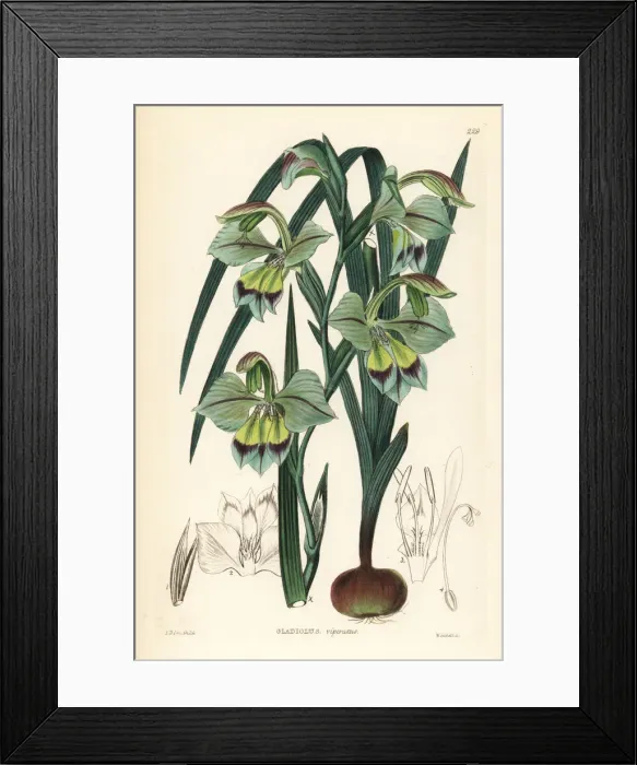 Framed Print : Gladiolus orchidiflorus Framed Print : Gladiolus orchidiflorus