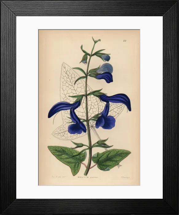 Framed Print : Large blue Mexican sage, Salvia patens Framed Print : Large blue Mexican sage, Salvia patens