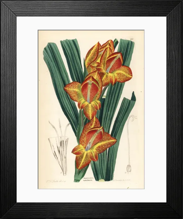 Framed Print : Parrot gladiolus, Gladiolus dalenii Framed Print : Parrot gladiolus, Gladiolus dalenii
