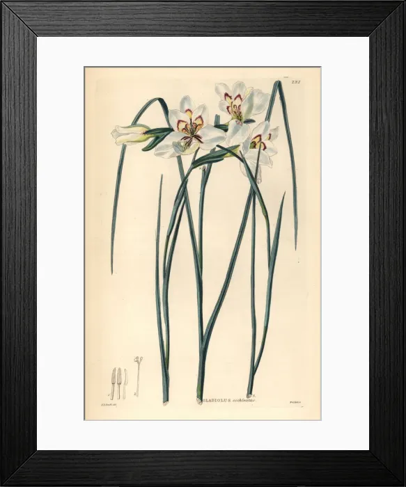 Framed Print : Little painted lady, Gladiolus debilis Framed Print : Little painted lady, Gladiolus debilis