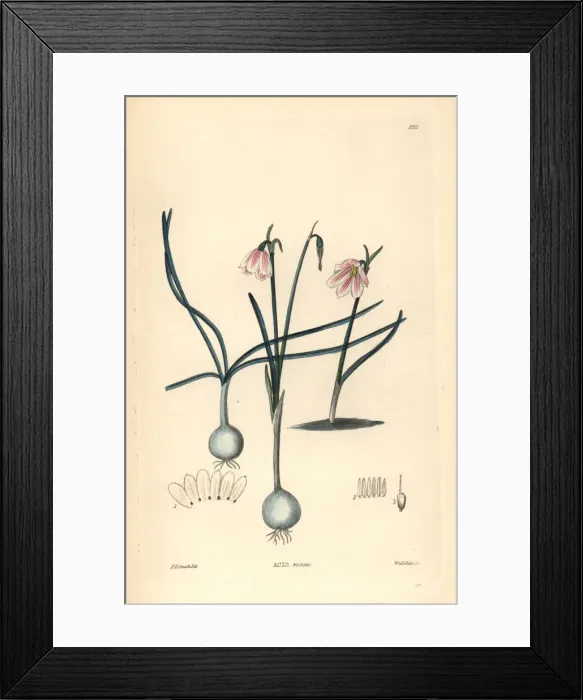 Framed Print : Rose-coloured acis, Acis rosea Framed Print : Rose-coloured acis, Acis rosea