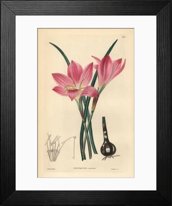 Framed Print : Rosepink zephyr lily or pink rain lily, Zephyranthes Framed Print : Rosepink zephyr lily or pink rain lily, Zephyranthes