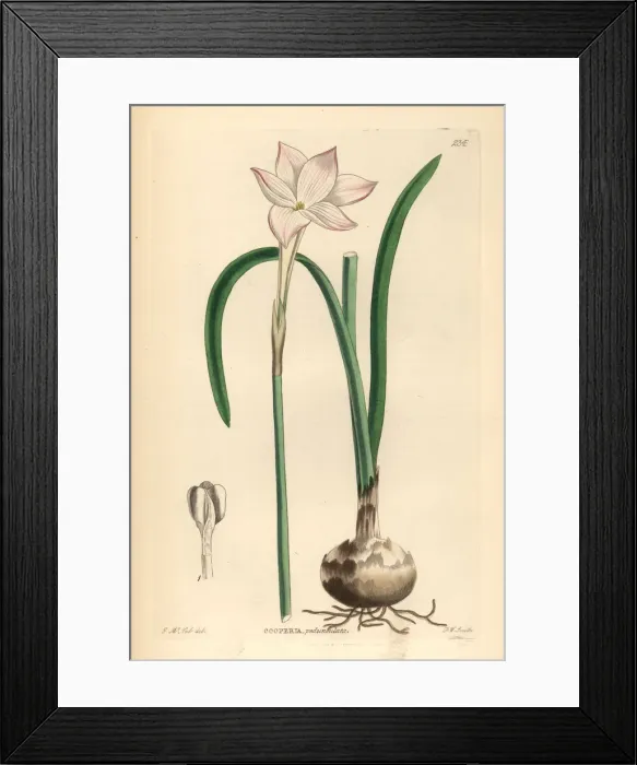 Framed Print : Zephyr lily, Zephyranthes drummondii Framed Print : Zephyr lily, Zephyranthes drummondii