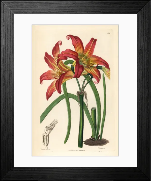 Framed Print : Rhodophiala pratensis Framed Print : Rhodophiala pratensis