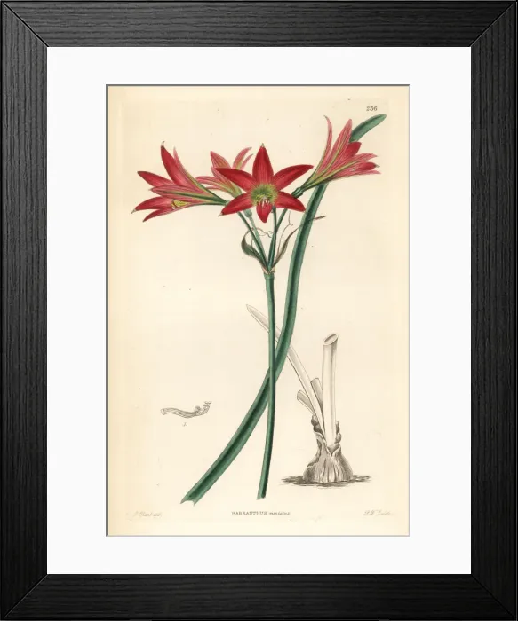 Framed Print : Rhodophiala advena Framed Print : Rhodophiala advena