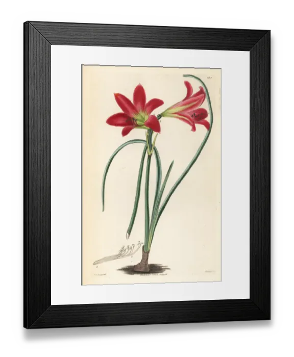 Framed Print : Rhodophiala rosea Framed Print : Rhodophiala rosea