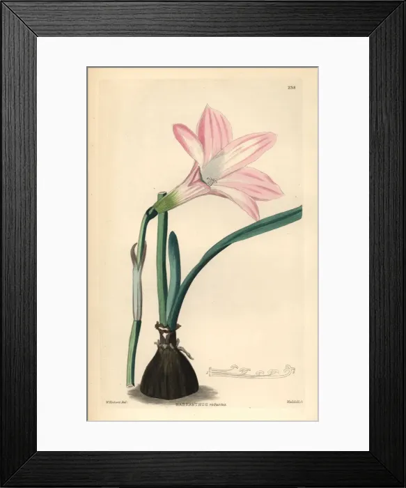 Framed Print : Brazilian copperlily or robust habranth, Habranthus robustus Framed Print : Brazilian copperlily or robust habranth, Habranthus robustus