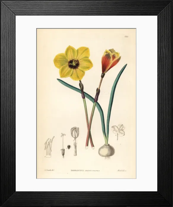 Framed Print : Rio Grande copperlily, Habranthus tubispathus Framed Print : Rio Grande copperlily, Habranthus tubispathus