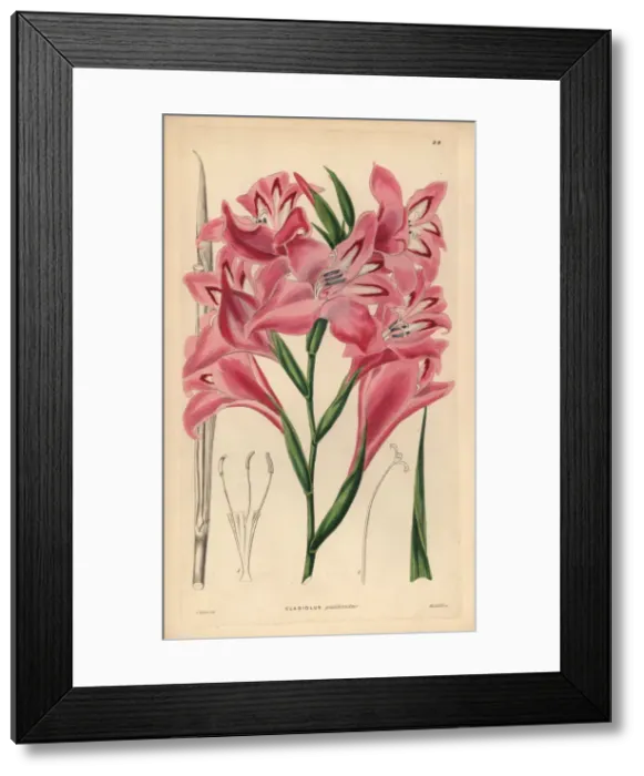 Framed Print : Blush-flowered cornflag hybrid, Gladiolus x pudibundus Framed Print : Blush-flowered cornflag hybrid, Gladiolus x pudibundus