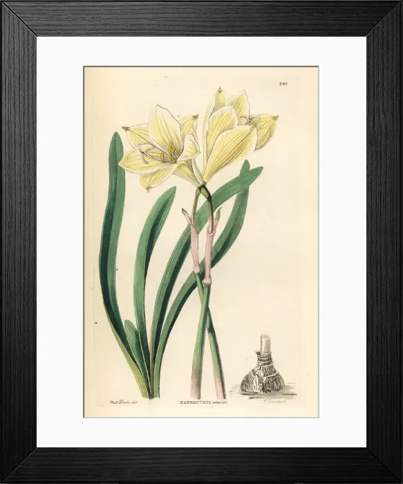Framed Print : Zephyr lily, Zephyranthes concolor Framed Print : Zephyr lily, Zephyranthes concolor