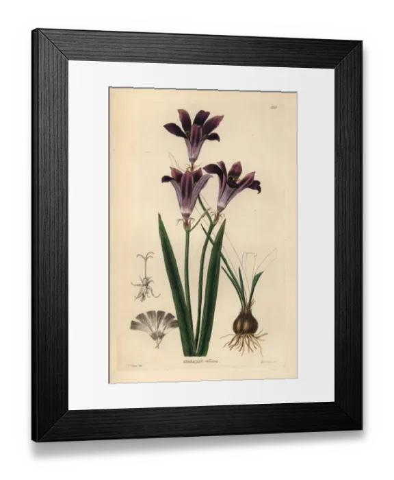 Framed Print : Harlequin flower, Sparaxis grandiflora Framed Print : Harlequin flower, Sparaxis grandiflora