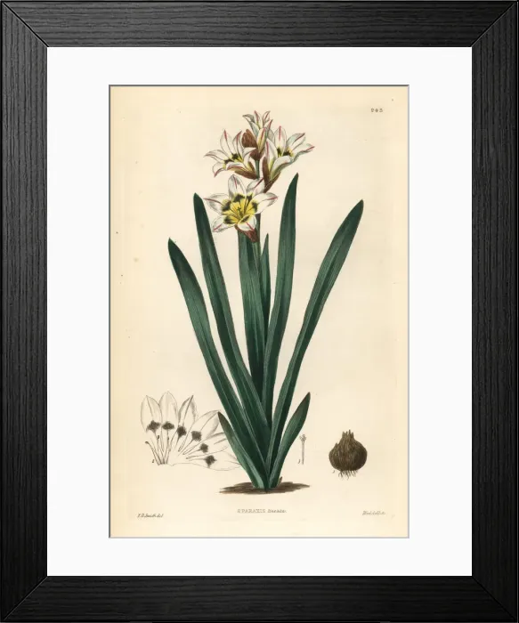 Framed Print : Wandflower or harlequin flower, Sparaxis tricolor Framed Print : Wandflower or harlequin flower, Sparaxis tricolor