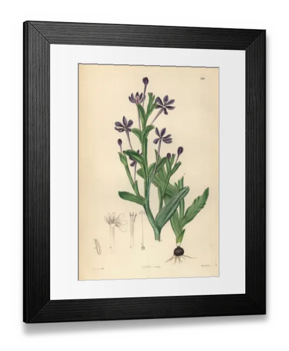 Framed Print : Lapeirousia anceps Framed Print : Lapeirousia anceps