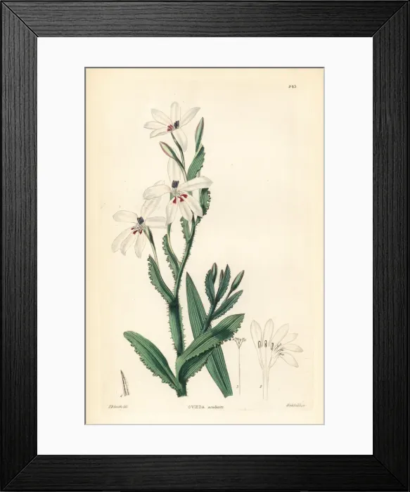 Framed Print : Lapeirousia fabricii Framed Print : Lapeirousia fabricii