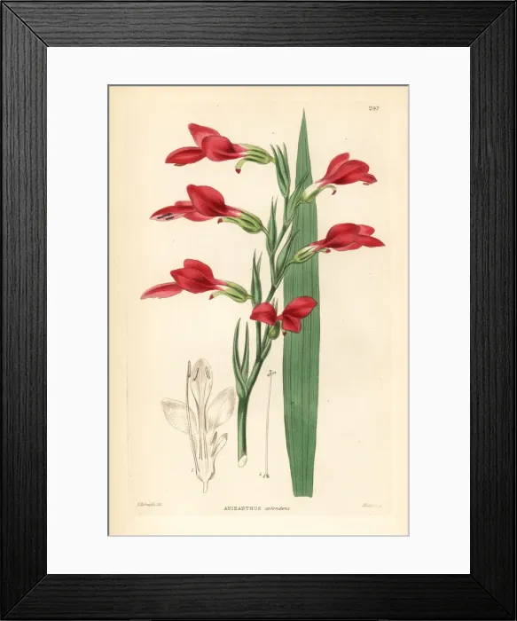 Framed Print : Painted lady gladiolus, Gladiolus splendens Framed Print : Painted lady gladiolus, Gladiolus splendens