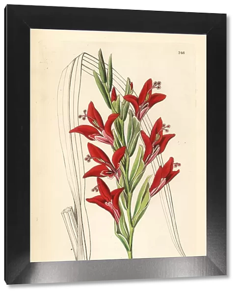 Painted lady gladiolus, Gladiolus splendens