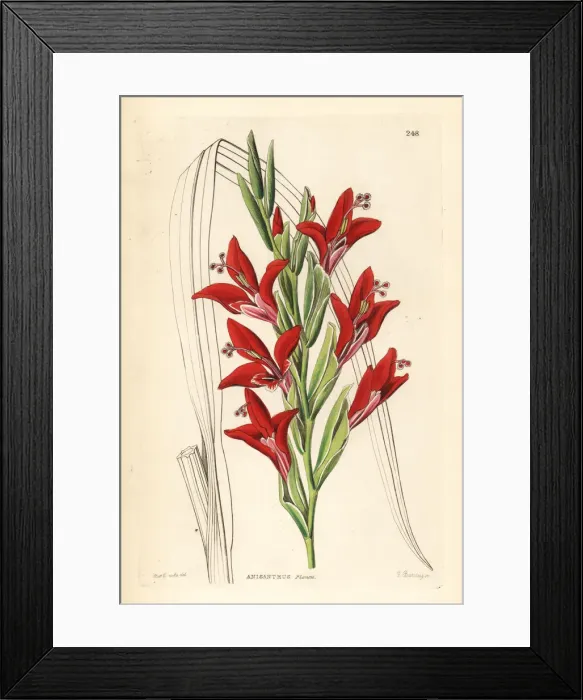 Framed Print : Painted lady gladiolus, Gladiolus splendens Framed Print : Painted lady gladiolus, Gladiolus splendens