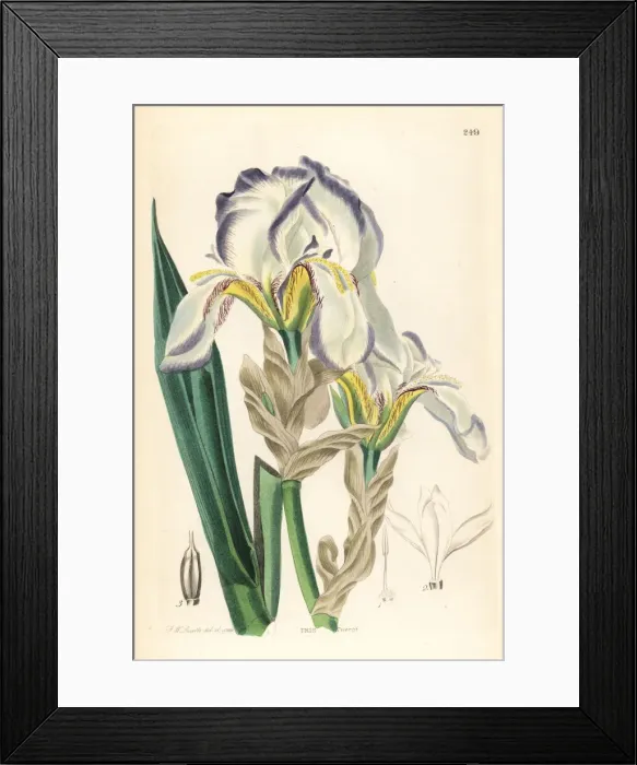 Framed Print : Dalmatian iris or sweet iris, Iris pallida Framed Print : Dalmatian iris or sweet iris, Iris pallida