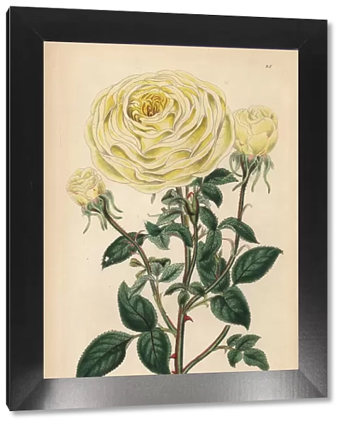 Smiths yellow noisette rose, Rosa indica var. Smithii