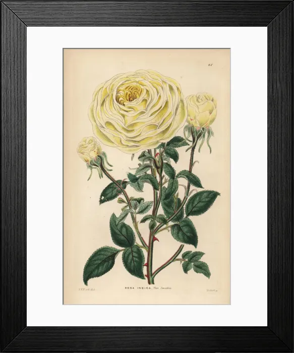 Framed Print : Smiths yellow noisette rose, Rosa indica var. Smithii Framed Print : Smiths yellow noisette rose, Rosa indica var. Smithii