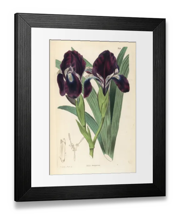 Framed Print : Leafless iris, Iris aphylla Framed Print : Leafless iris, Iris aphylla