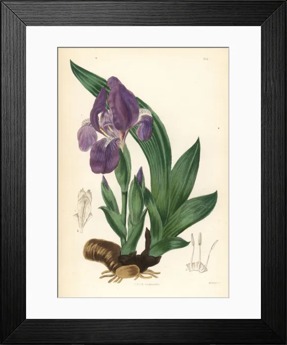 Framed Print : Pygmy iris, Iris pumila Framed Print : Pygmy iris, Iris pumila