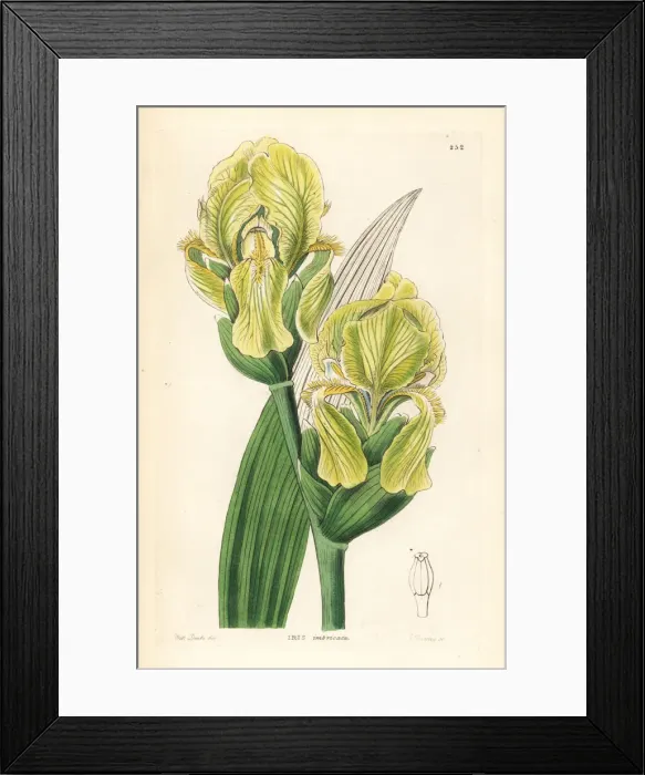 Framed Print : Imbricated flower de luce, Iris imbricata Framed Print : Imbricated flower de luce, Iris imbricata