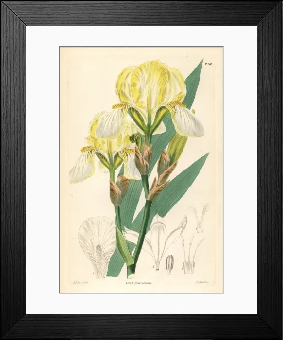 Framed Print : Hungarian iris, Iris variegata Framed Print : Hungarian iris, Iris variegata