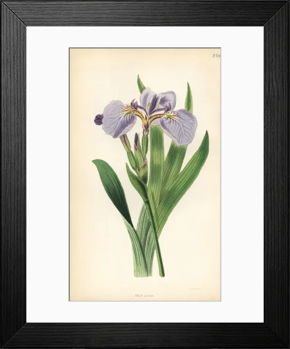 Framed Print : Bristle-tipped flower de luce, Iris setosa Framed Print : Bristle-tipped flower de luce, Iris setosa