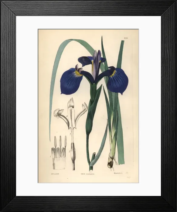 Framed Print : Savannah iris or Bay Blue-flag iris, Iris tridentata Framed Print : Savannah iris or Bay Blue-flag iris, Iris tridentata
