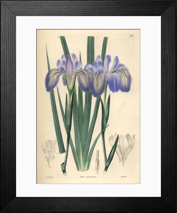 Framed Print : Himalayan iris, Iris decora Framed Print : Himalayan iris, Iris decora