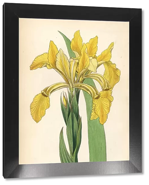 Golden iris or golden flag, Iris crocea