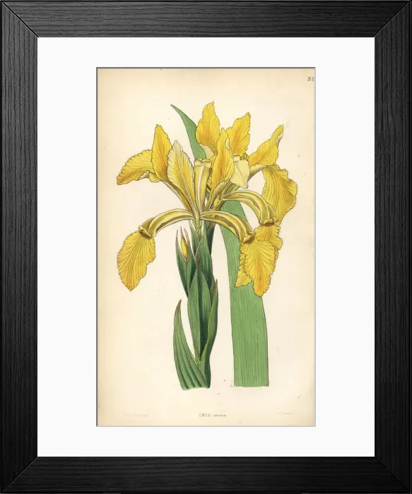Framed Print : Golden iris or golden flag, Iris crocea Framed Print : Golden iris or golden flag, Iris crocea