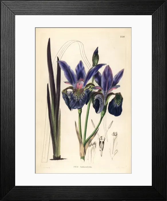 Framed Print : Blood iris, Iris sanguinea