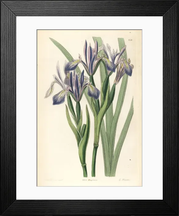 Framed Print : White-flowered iris or milky iris, Iris lactea Framed Print : White-flowered iris or milky iris, Iris lactea
